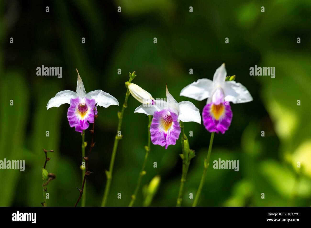 Drei Blüten einer Orchidee in einem tropischen Garten, Singapur Stockfoto