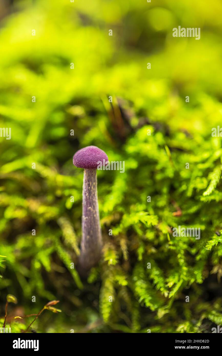 Magischer Pilz im Herbst im Märchenwald, abstraktes kreisförmiges Bokeh, purpurner Lacktrichter (Laccaria amethystina) Stockfoto