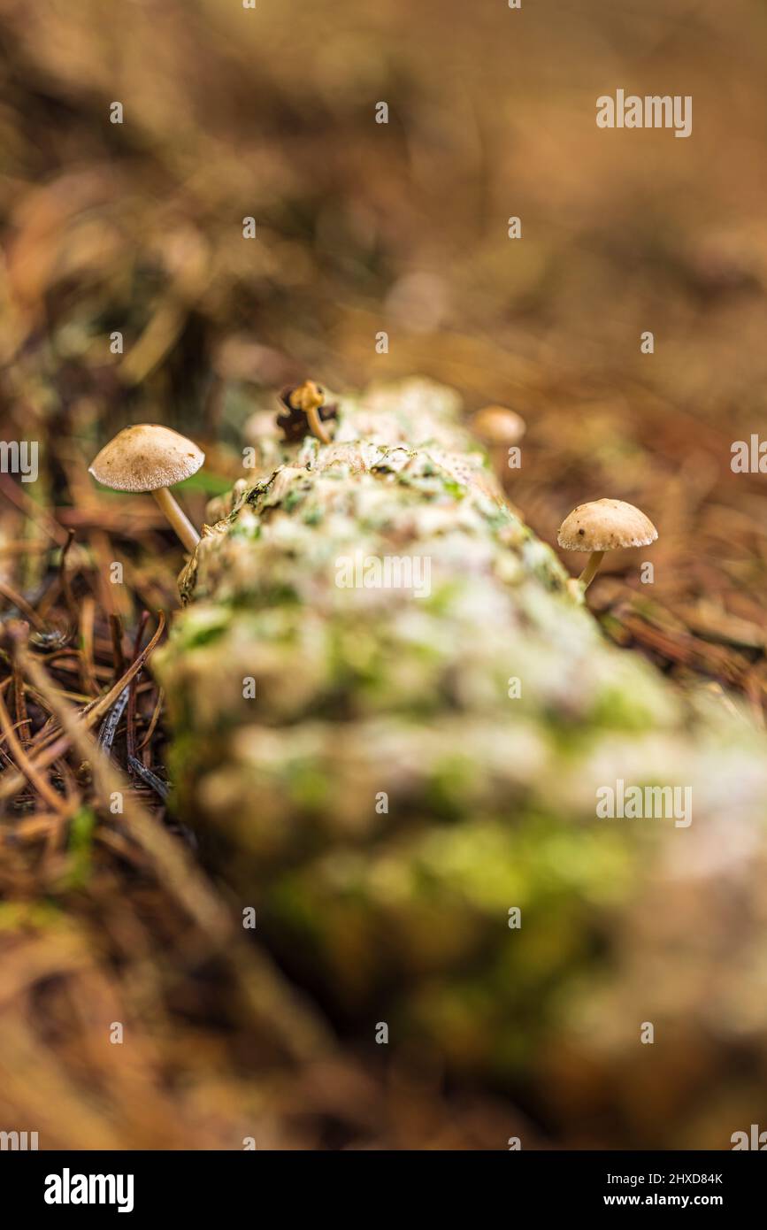 Magische Pilze im Herbst in einem Märchenwald, abstraktes Bokeh Stockfoto