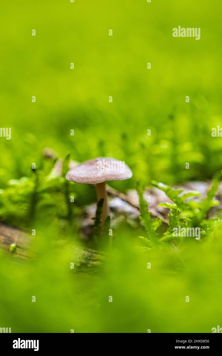 Magischer Pilz im Herbst in einem Märchenwald, abstraktes Bokeh Stockfoto