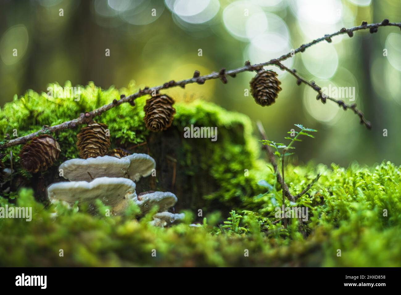Ein Zunder-Pilz wächst auf totem Holz mit Rinnung Stockfoto