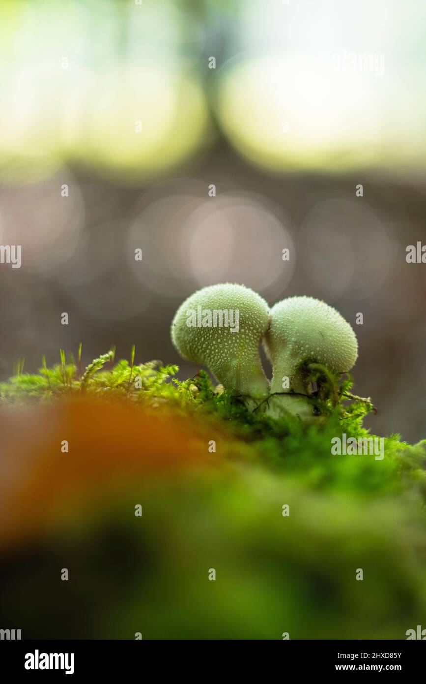 Magische Pilze im Herbst in einem Märchenwald, abstraktes Rundbokeh, Flaschenstelpilz Stockfoto