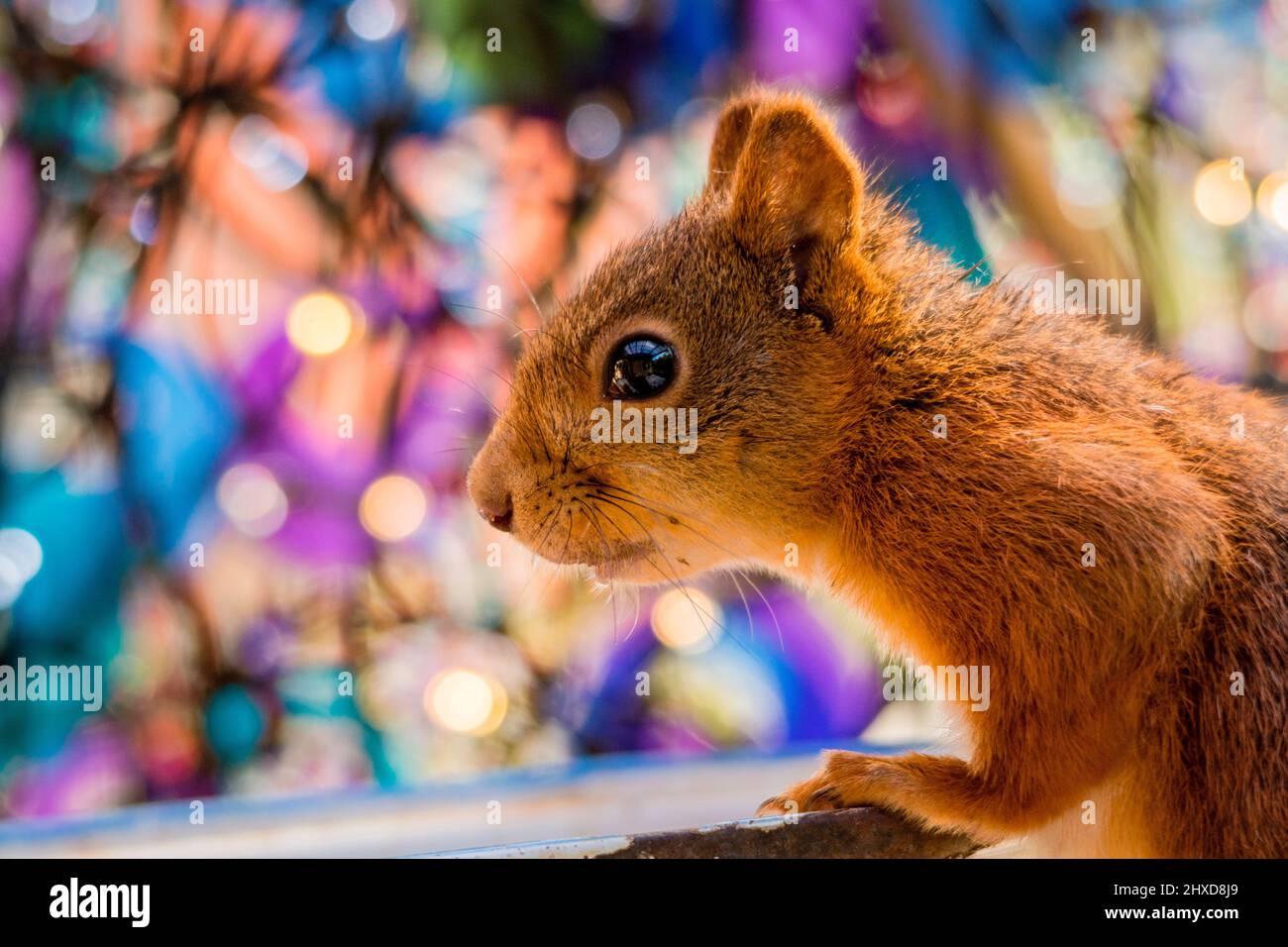 Eichhörnchen Nahaufnahme mit bunten Bokeh Stockfoto