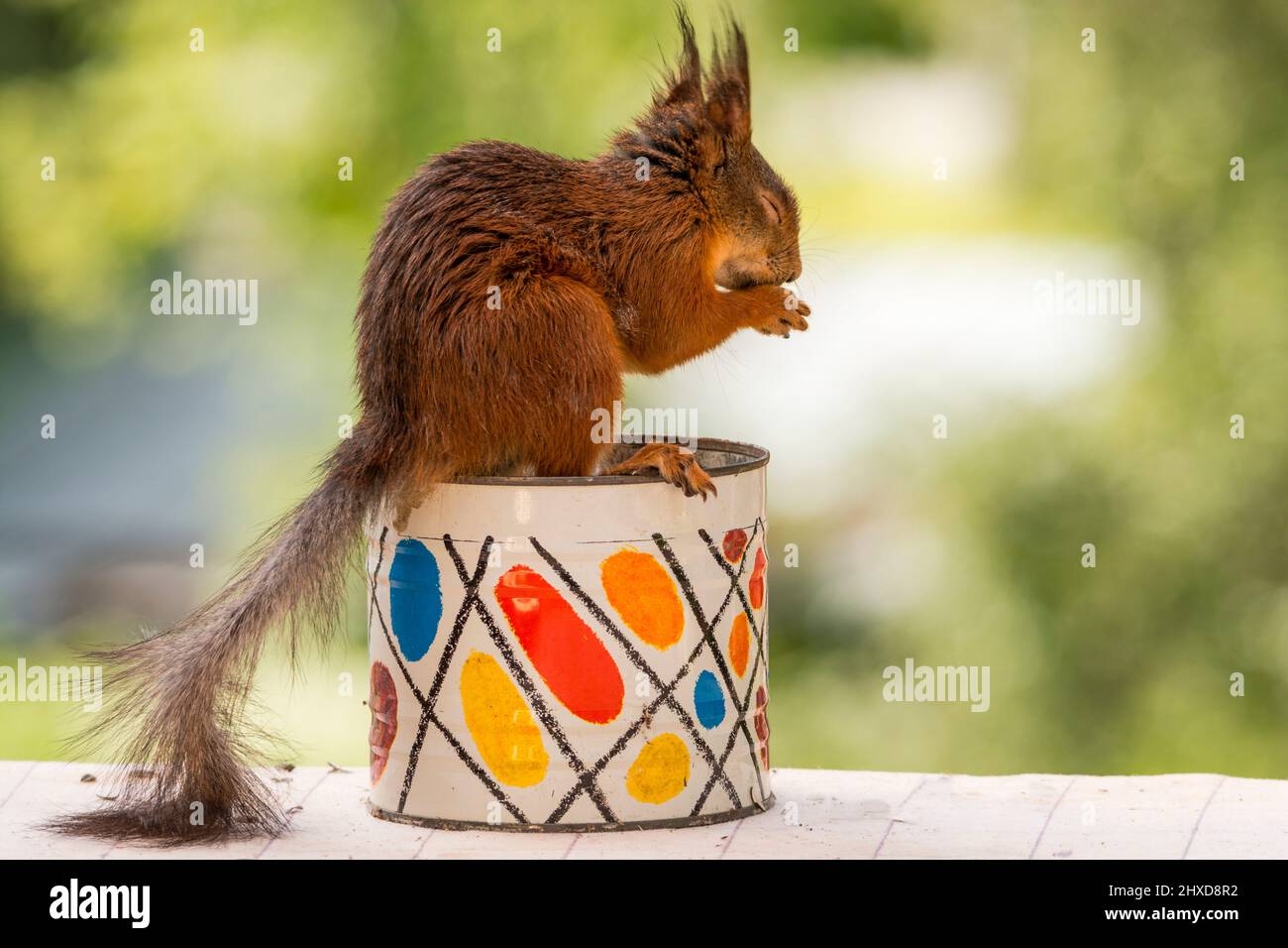 Eichhörnchen sitzt auf einem Behälter mit geschlossenen Augen Stockfoto