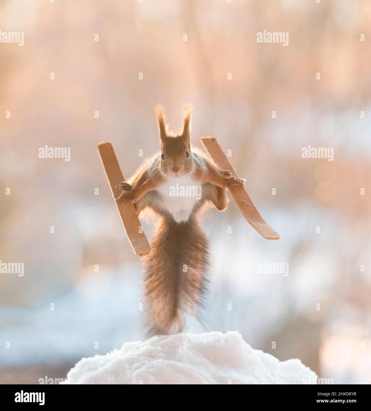 Eichhörnchen steht auf Skiern Stockfoto