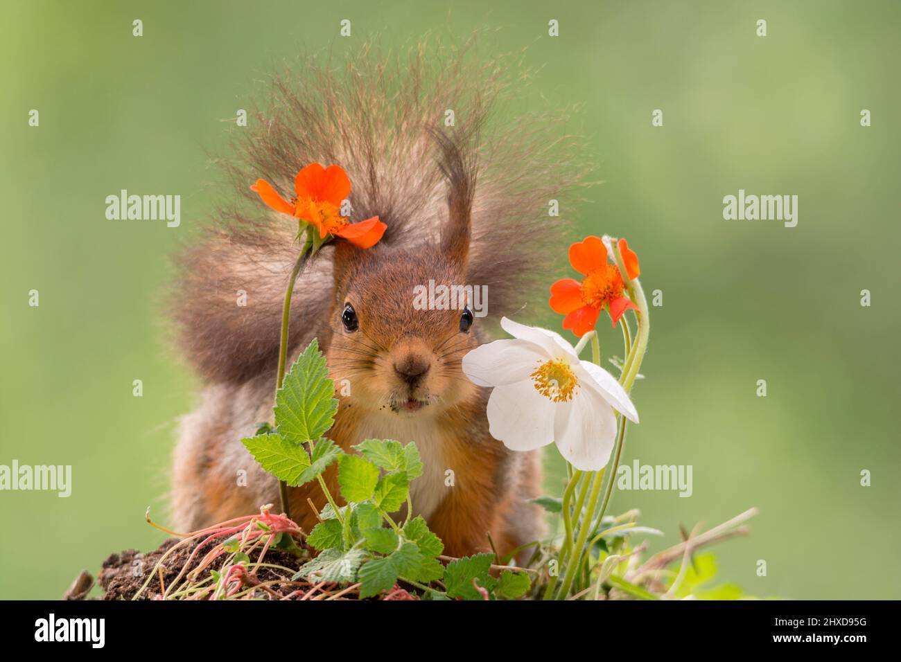 Eichhörnchen, das hinter weißen gelben und orangen Blüten steht Stockfoto