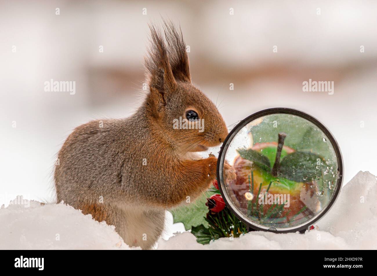 Eichhörnchen steht im Schnee mit Vergrößerungsglas und Apfel Stockfoto