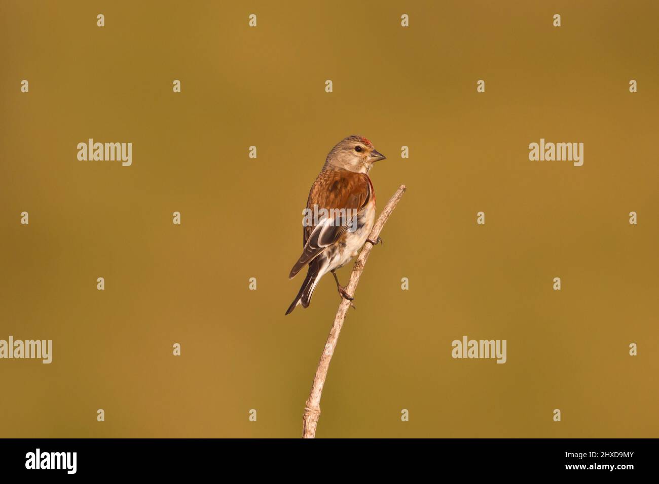 Ein männlicher gewöhnlicher Linnet, der auf einem Bramble-Zweig thront, nahm Cuckmere HAVEN, Sussex, Großbritannien, ein Stockfoto