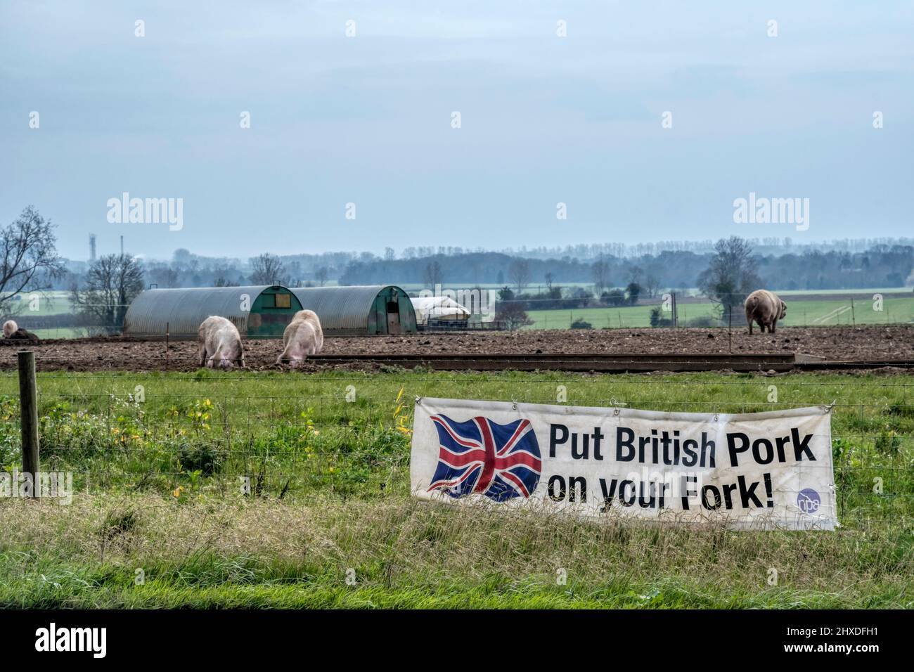 Ein Banner der National Pig Association mit der Aufschrift „Britisches Schwein auf der Gabel“ wird auf einer Schweinehaltung von Norfolk vor einem Schweinepark angezeigt. Stockfoto