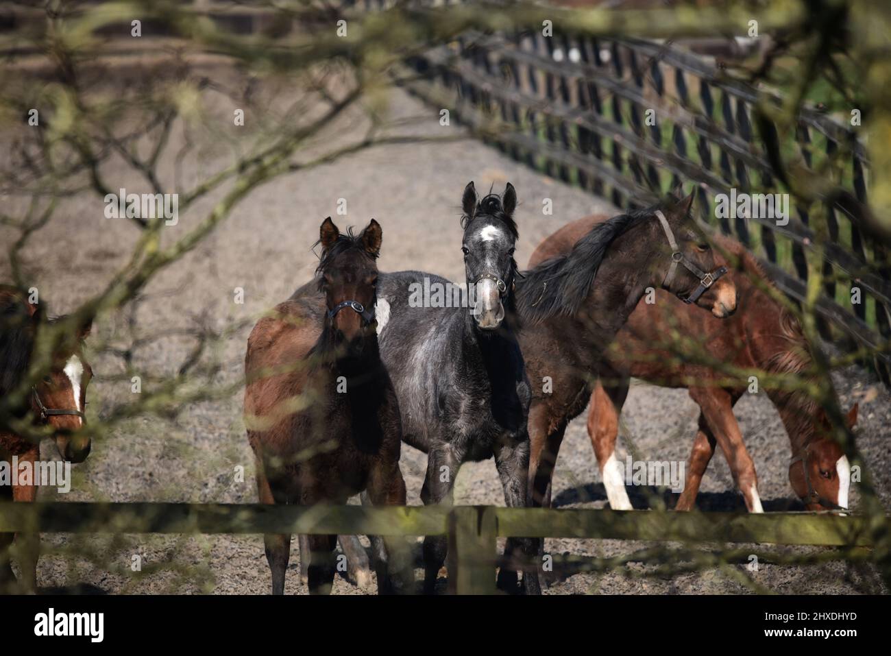 Porträt des Vollblutfohlens auf dem Feld Stockfoto