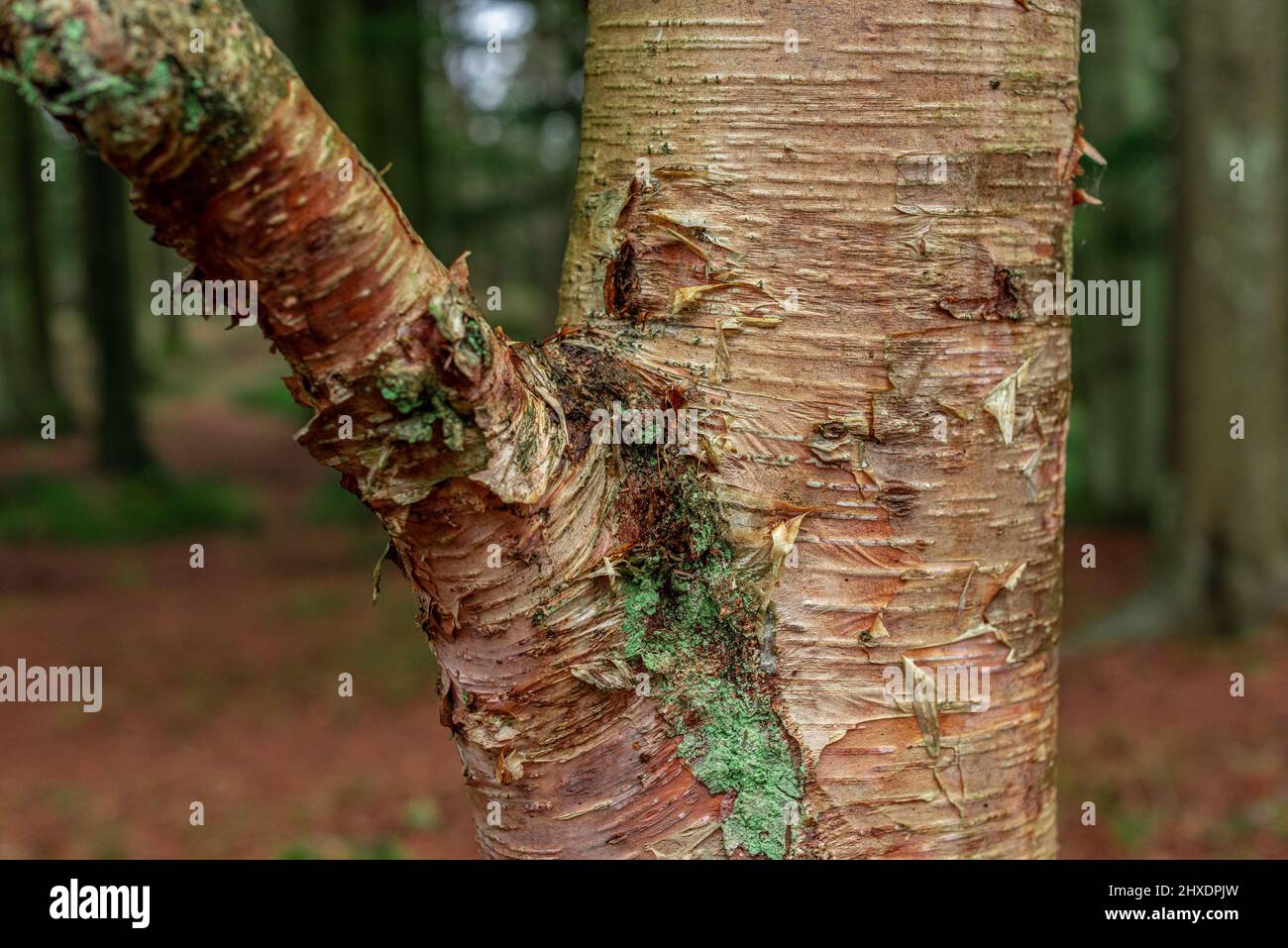 Stamm der Erman-Birke Betula ermanii Stockfoto
