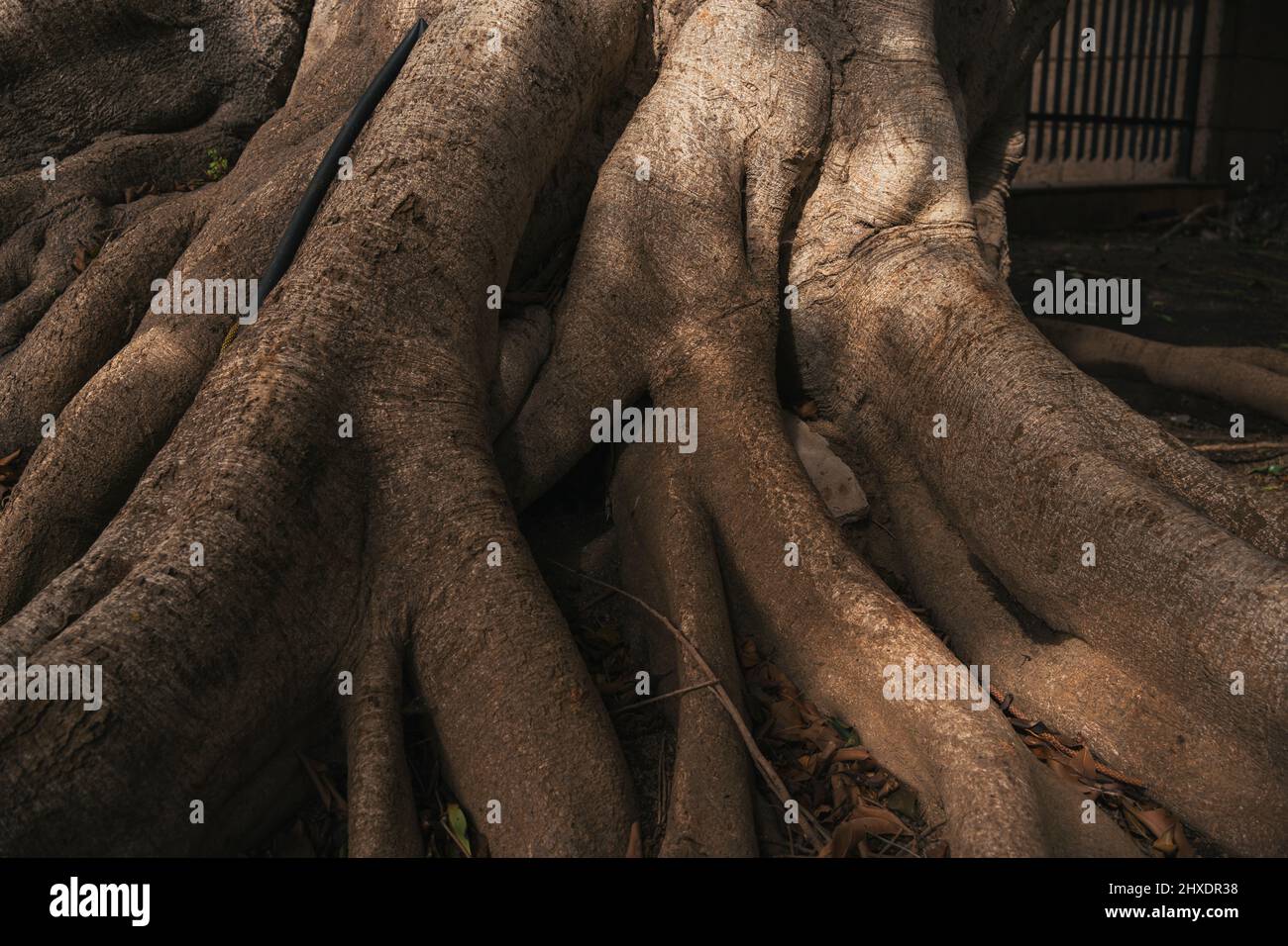 Der Stamm und die großen Wurzeln der Bäume breiten sich in den Tropen schön aus. Stockfoto