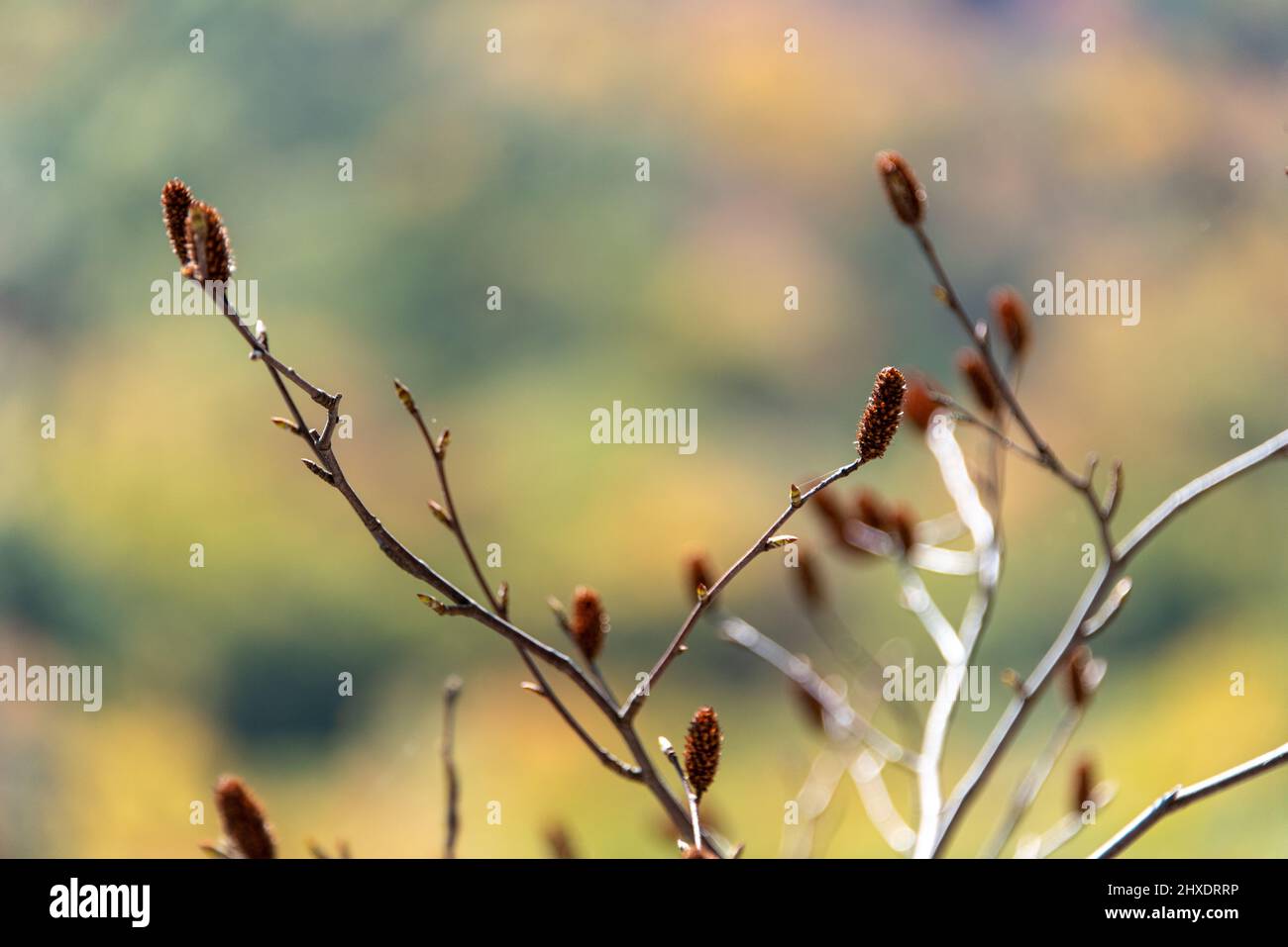Details der Fallfolliage, die beim Klettern an den Gunks festgehalten wurde Stockfoto