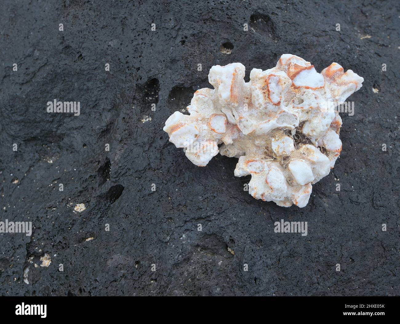 Landschaftliche Eindrücke vom berühmten Honolulu, Oahu HI Stockfoto