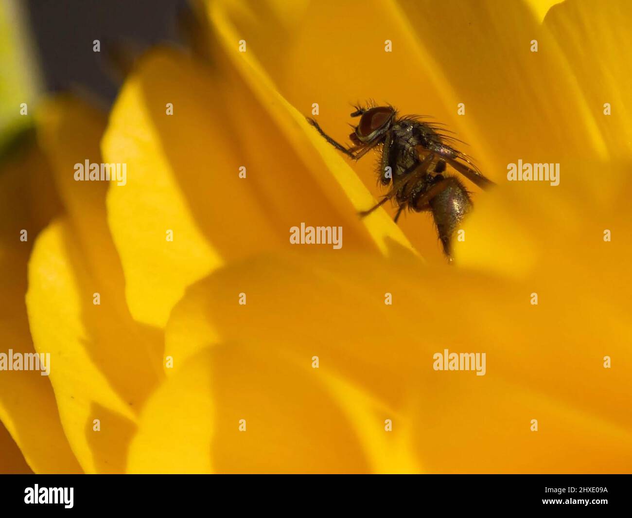 Wespe auf eine gelbe Blume Stockfoto