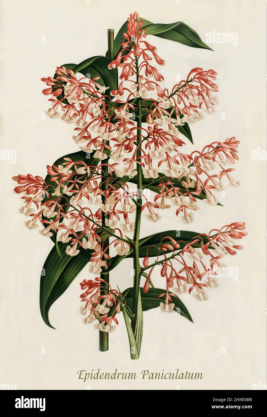 Epidendrum paniculatum, eine Orchideenart der Gattung Epidendrum, die im Wald Mittel- und Südamerikas in Höhen von bis zu 2100 Metern gefunden wird. Aus der Iconographie des Orchidees, einer Zeitschrift mit botanischen Illustrationen, die von Jean Jules Linden (1817-1898) veröffentlicht wurde, war ein belgischer Botaniker, Forscher und Gartenbauer, der sich auf Orchideen spezialisierte. Stockfoto