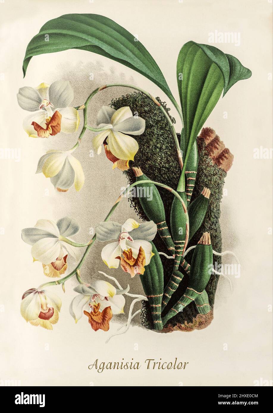 Aganisia Tricolor Brown, eine südamerikanische Orchidee aus der Iconographie des Orchidees, einer Zeitschrift mit botanischen Illustrationen, die von Jean Jules Linden (1817-1898) veröffentlicht wurde, war ein belgischer Botaniker, Forscher und Gartenbauer, der sich auf Orchideen spezialisierte. Stockfoto