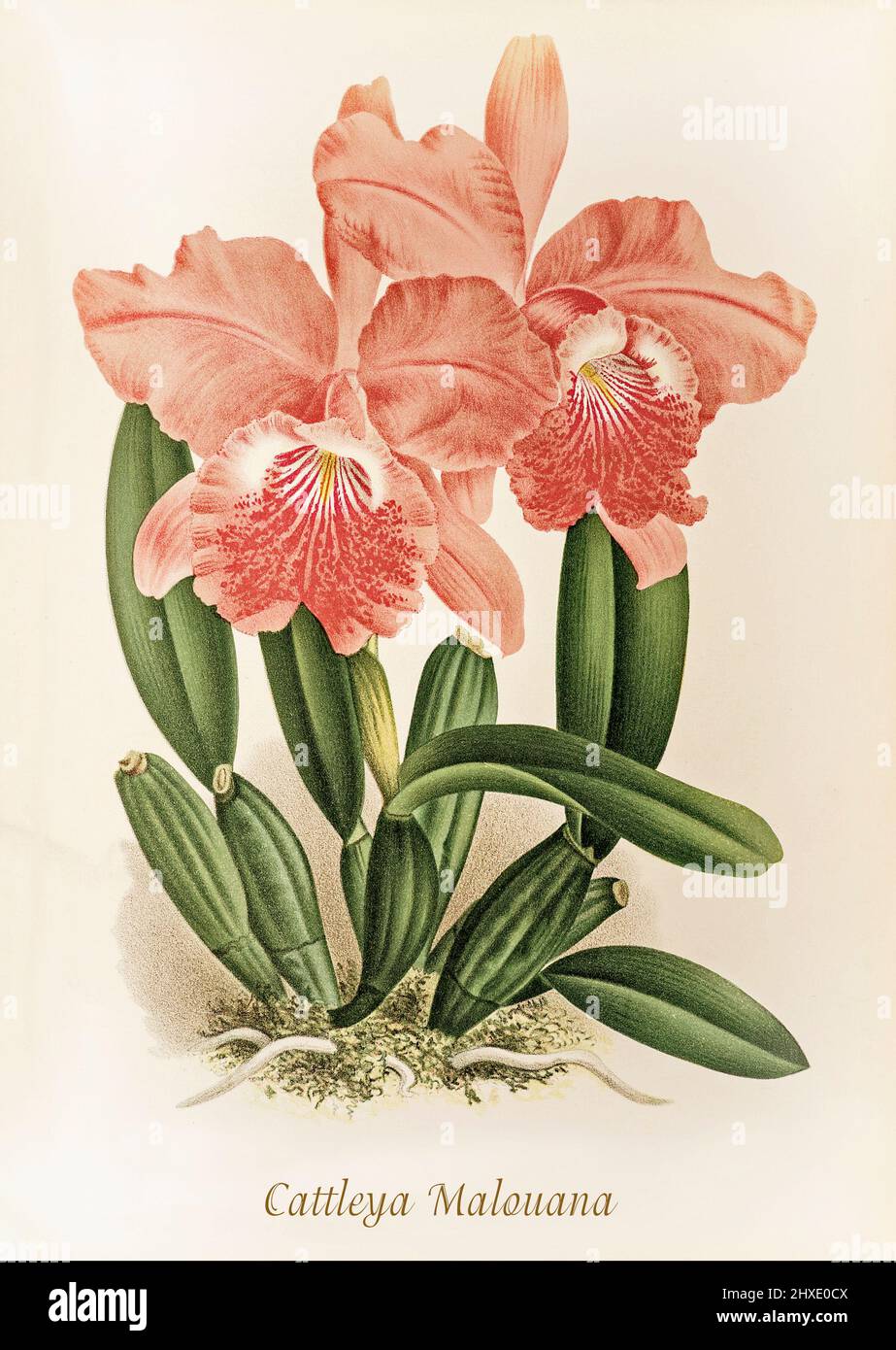Cattleya malouana, aus Venezuela, Kolumbien, Ecuador und der nördlichen Küste Perus, das in Höhen von 10 bis 1500 Metern in Saison-trockenen Küstenwäldern gefunden wird. Aus der Iconographie des Orchidees, einer Zeitschrift mit botanischen Illustrationen, die von Jean Jules Linden (1817-1898) veröffentlicht wurde, war ein belgischer Botaniker, Forscher und Gartenbauer, der sich auf Orchideen spezialisierte. Stockfoto