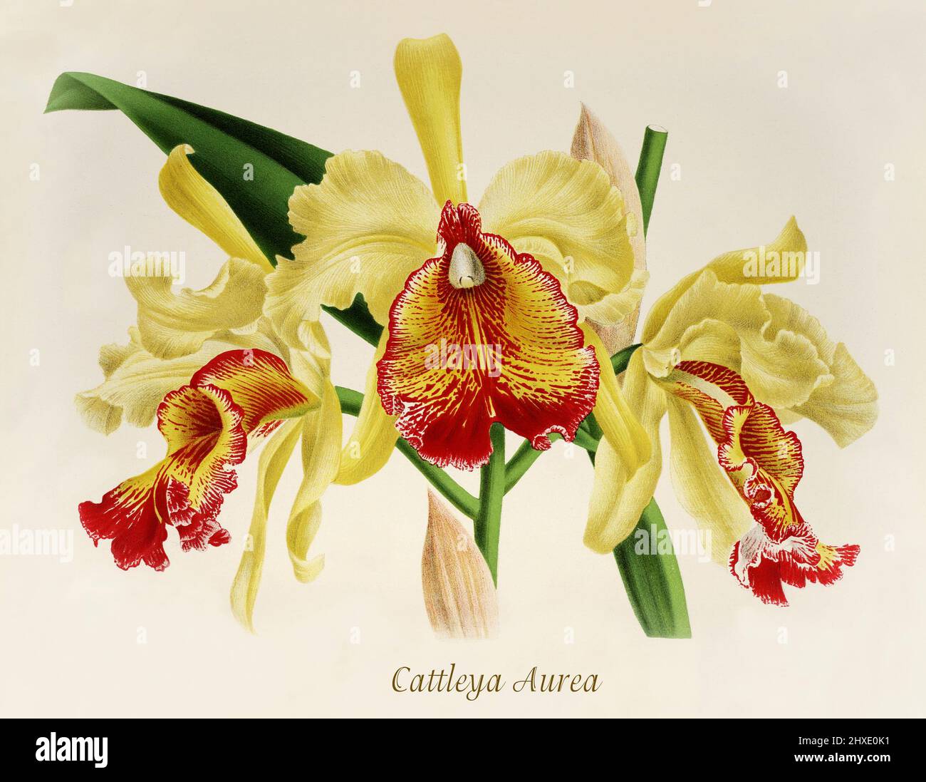 Cattleya aurea ist eine Vielzahl von epiphytischen Orchideen von Cattleya dowiana, die zur Cattleya-Gattung gehört, einer großen Orchidee epiphytischer Gewohnheiten, die in Kolumbien produziert wird. Aus der Iconographie des Orchidees, einer Zeitschrift mit botanischen Illustrationen, die von Jean Jules Linden (1817-1898) veröffentlicht wurde, war ein belgischer Botaniker, Forscher und Gartenbauer, der sich auf Orchideen spezialisierte. Stockfoto