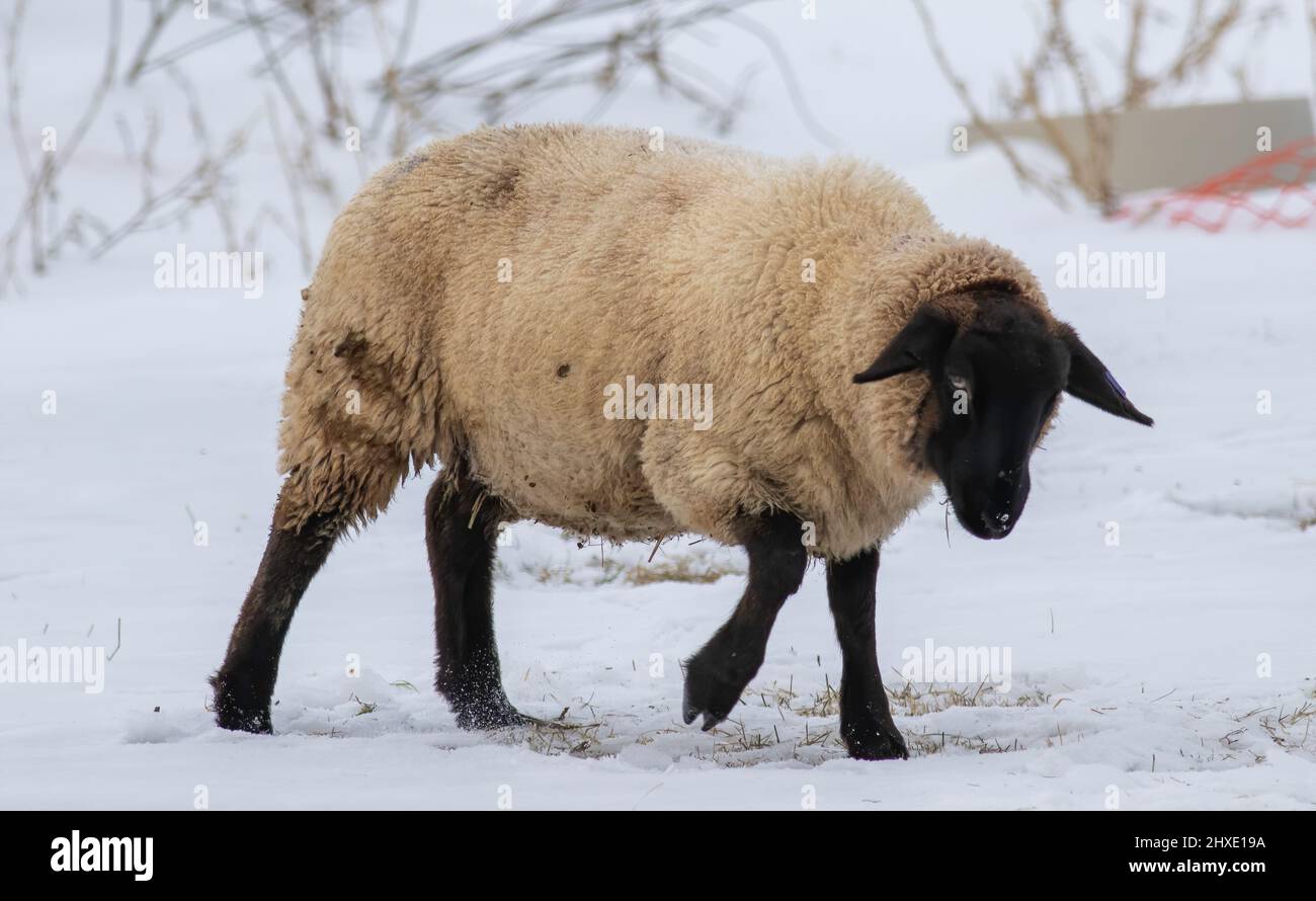 Ein suffolk-Schaf geht über den schneebedeckten gefrorenen Boden, um sich dem Rest der Herde anzuschließen. Stockfoto