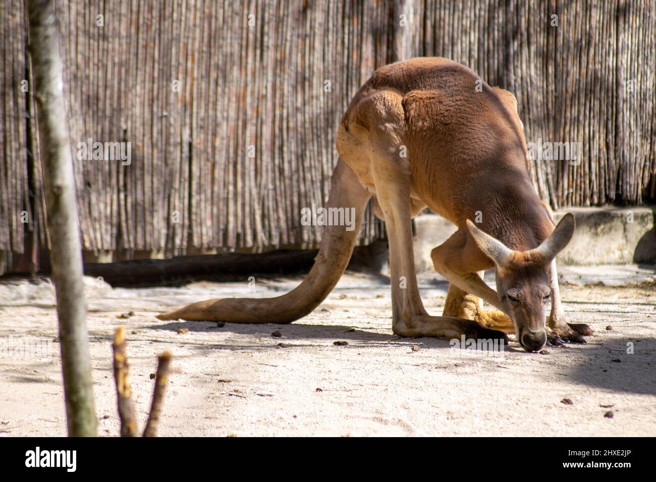 Großes australisches männliches Känguru, großes Känguru ...