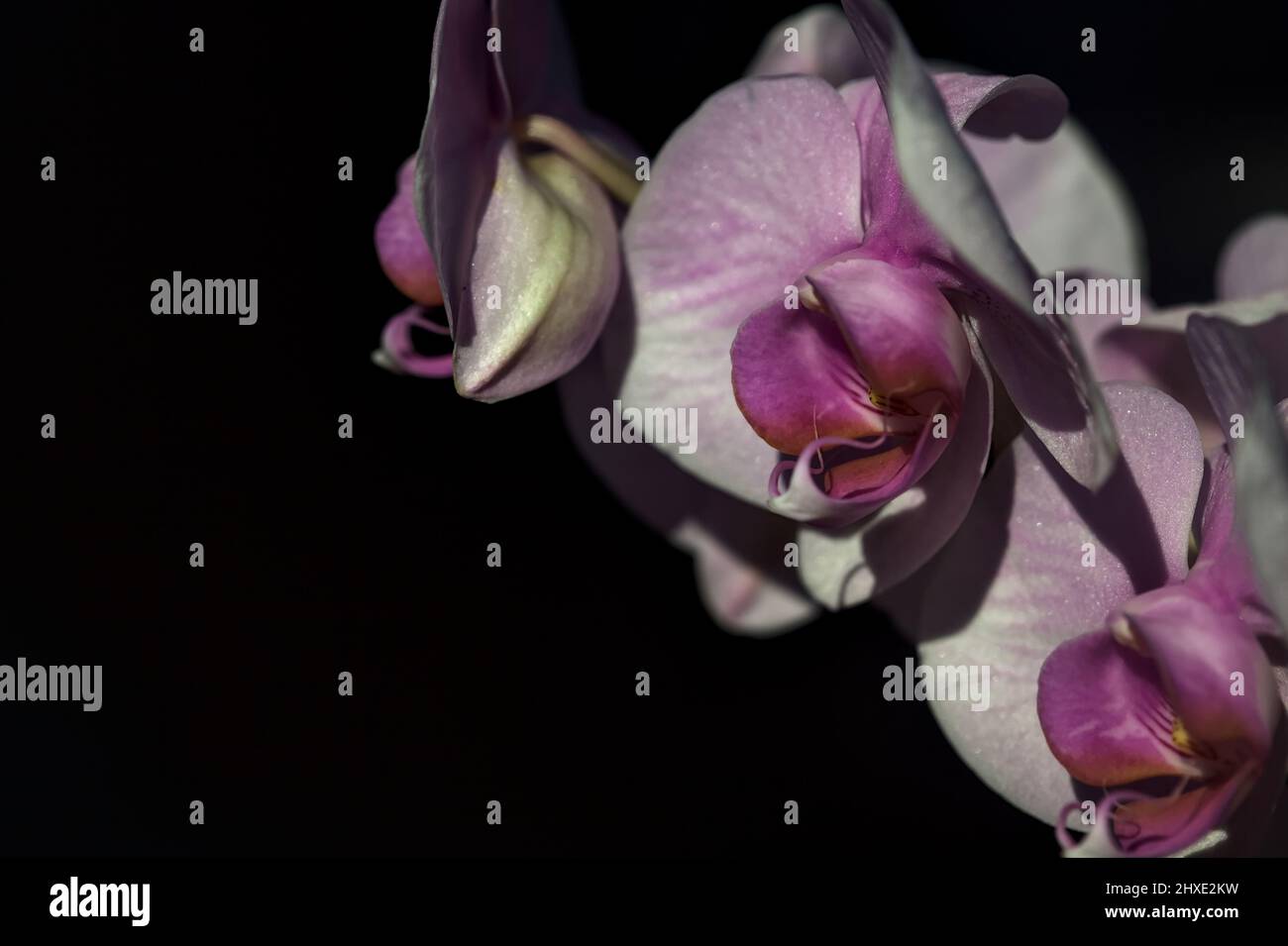 Pink phaenopsis Orchidee in Blüte aus nächster Nähe gesehen Stockfoto