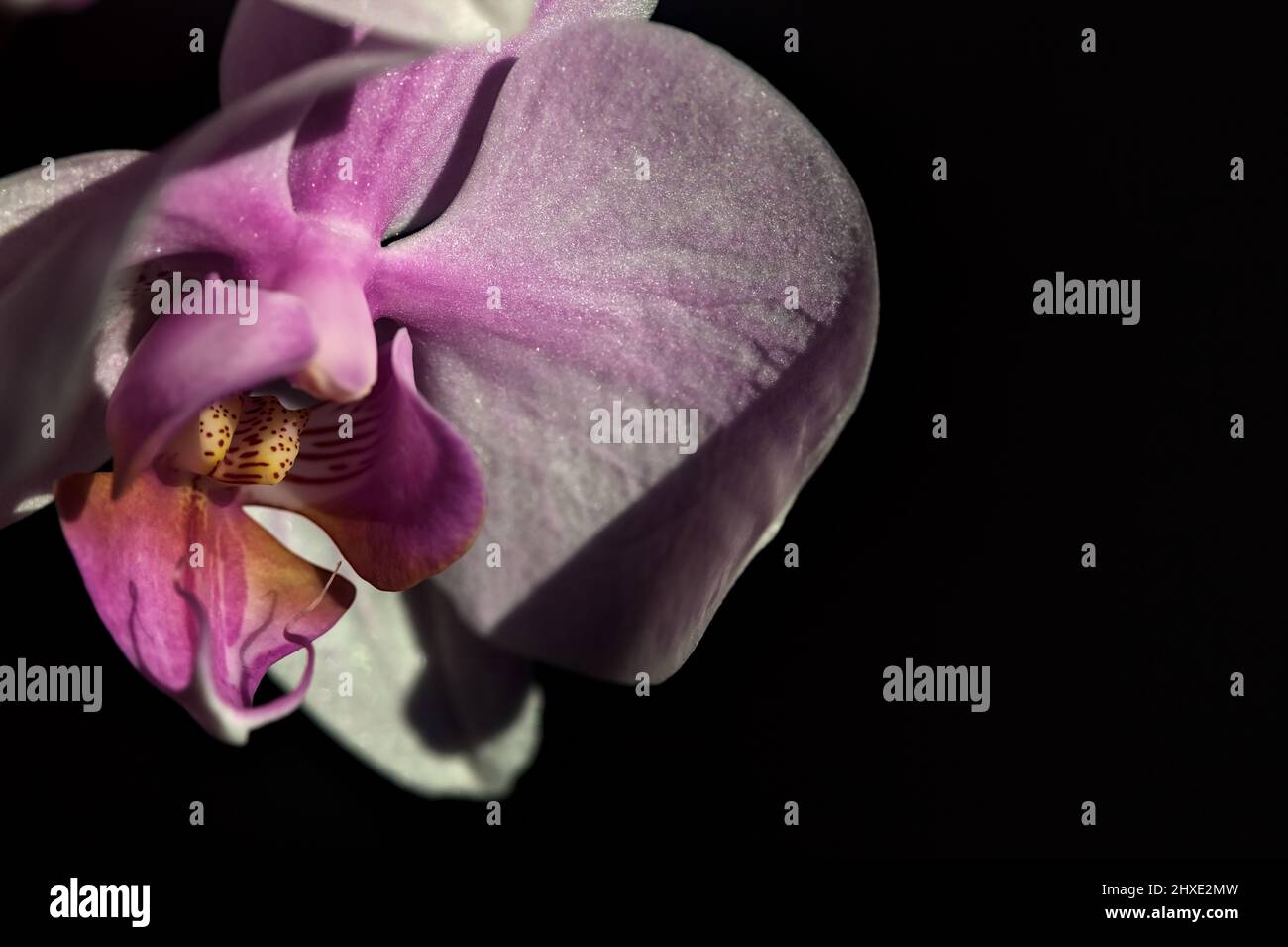 Pink phaenopsis Orchidee in Blüte aus nächster Nähe gesehen Stockfoto
