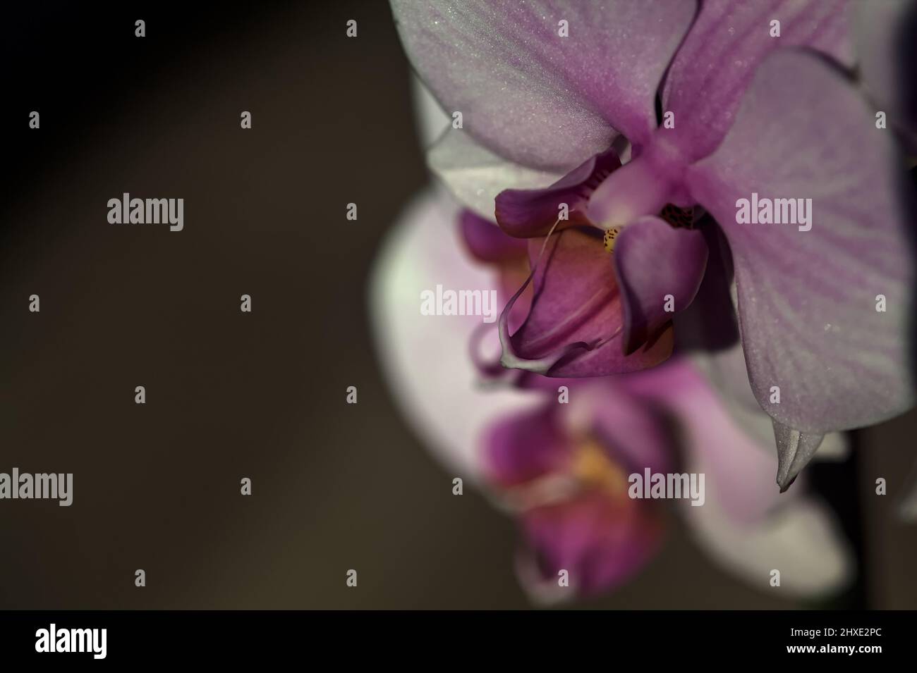 Pink phaenopsis Orchidee in Blüte aus nächster Nähe gesehen Stockfoto