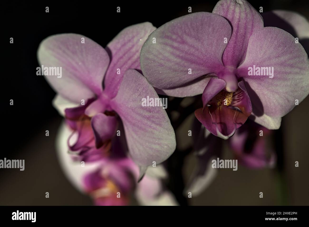 Pink phaenopsis Orchidee in Blüte aus nächster Nähe gesehen Stockfoto