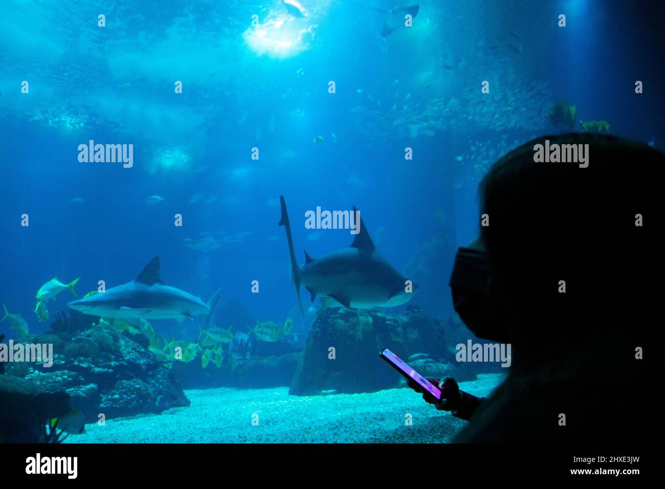 Junges Mädchen, das Haie auf einem großen Aquarium beobachtet. Meeresbeobachtung zu Bildungszwecken. Stockfoto