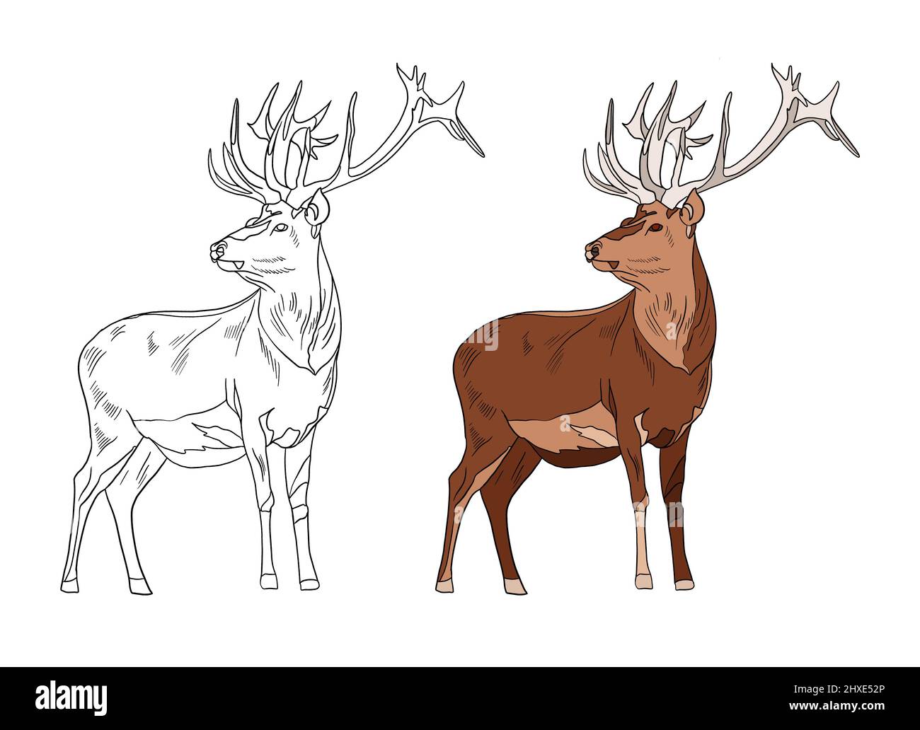 Illustration für ein Malbuch in Farbe und Schwarz-Weiß. Zeichnung eines Hirsches auf einem weißen isolierten Hintergrund. Hochwertige Illustration Stockfoto
