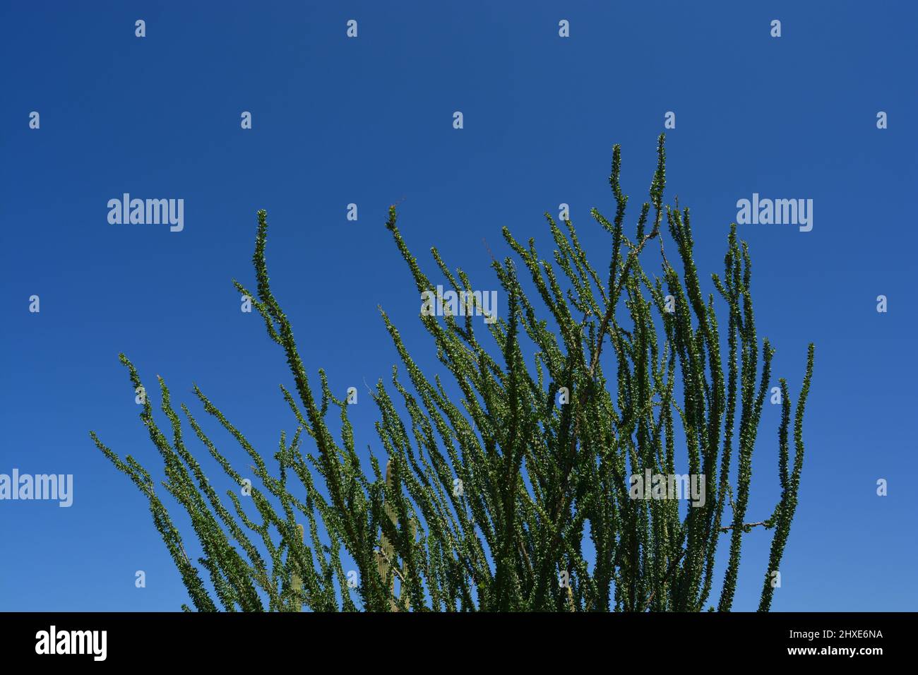 Ocotillo Cactus Plant Stockfoto