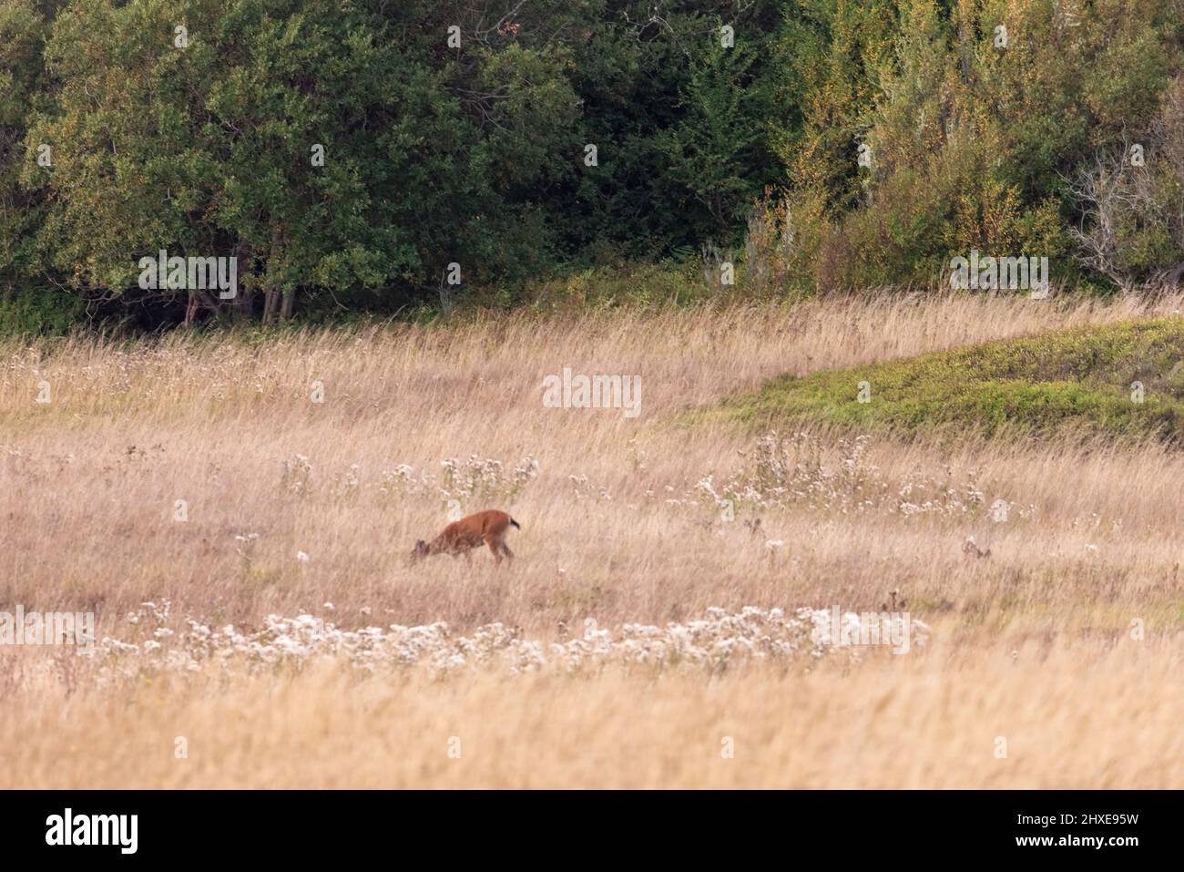 Kleine Hirsche grasen auf Gras auf dem Feld Stockfoto