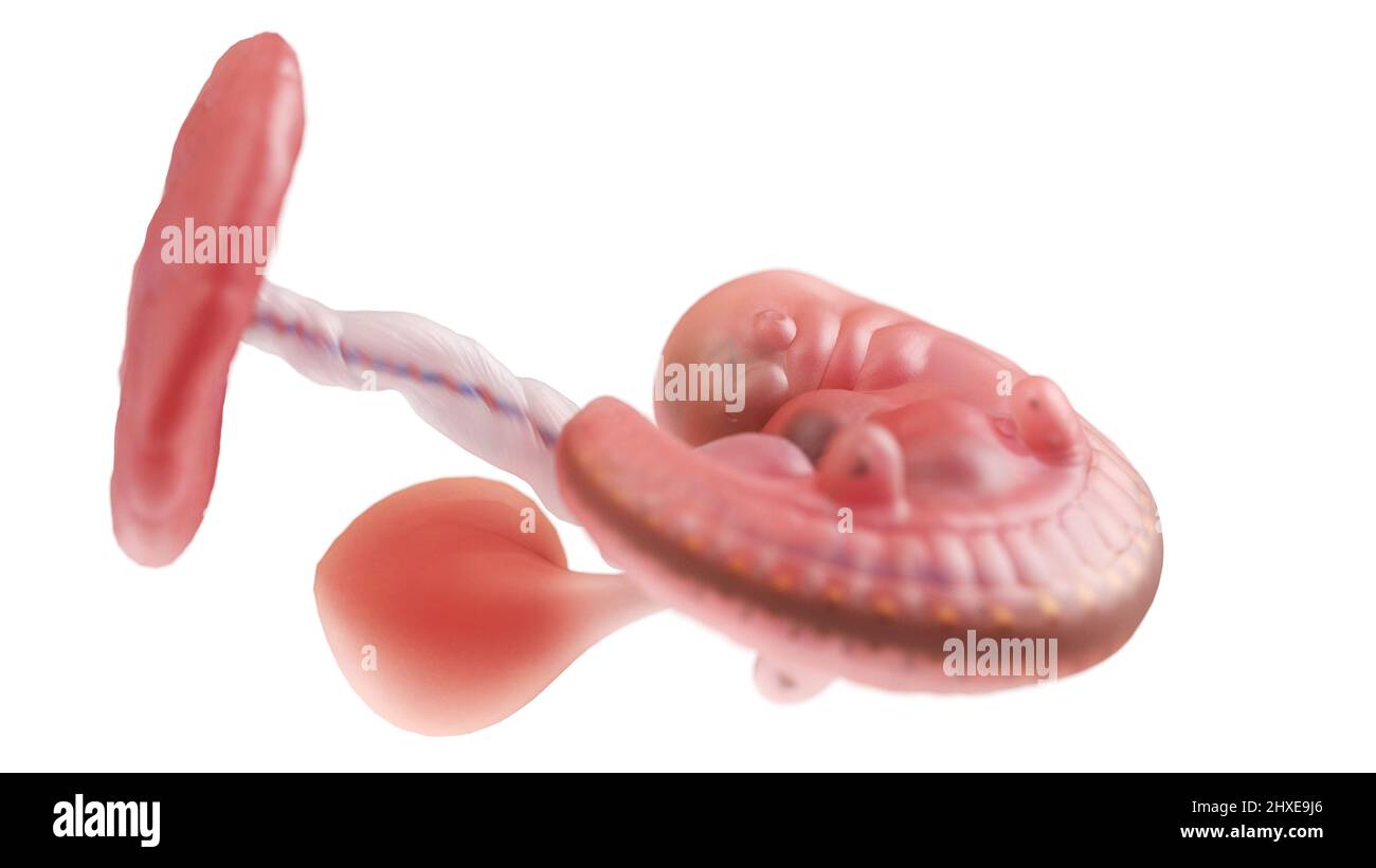 Wie Sieht Ein Embryo In Der 5 Woche Aus www.alamy.de