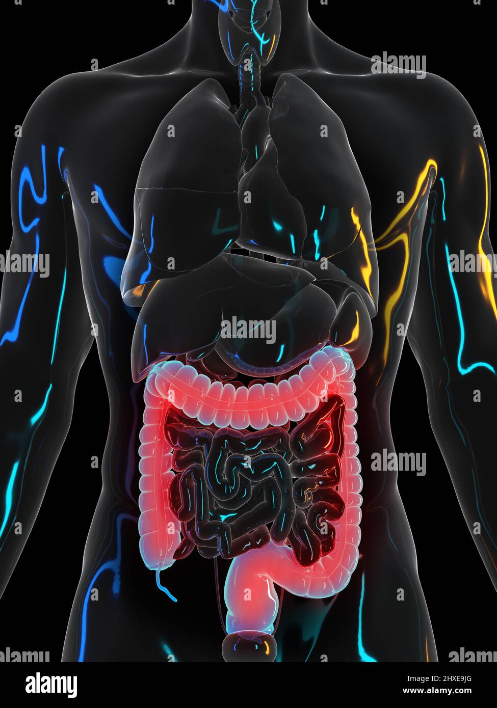 Schmerzhafter Dickdarm, Illustration Stockfoto