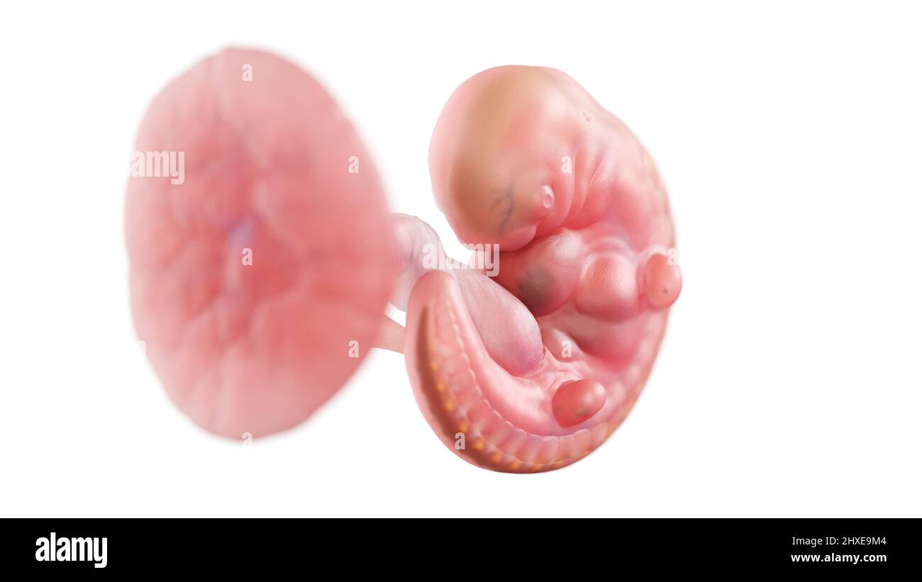 Menschlicher Embryo in Woche 5, Illustration Stockfoto