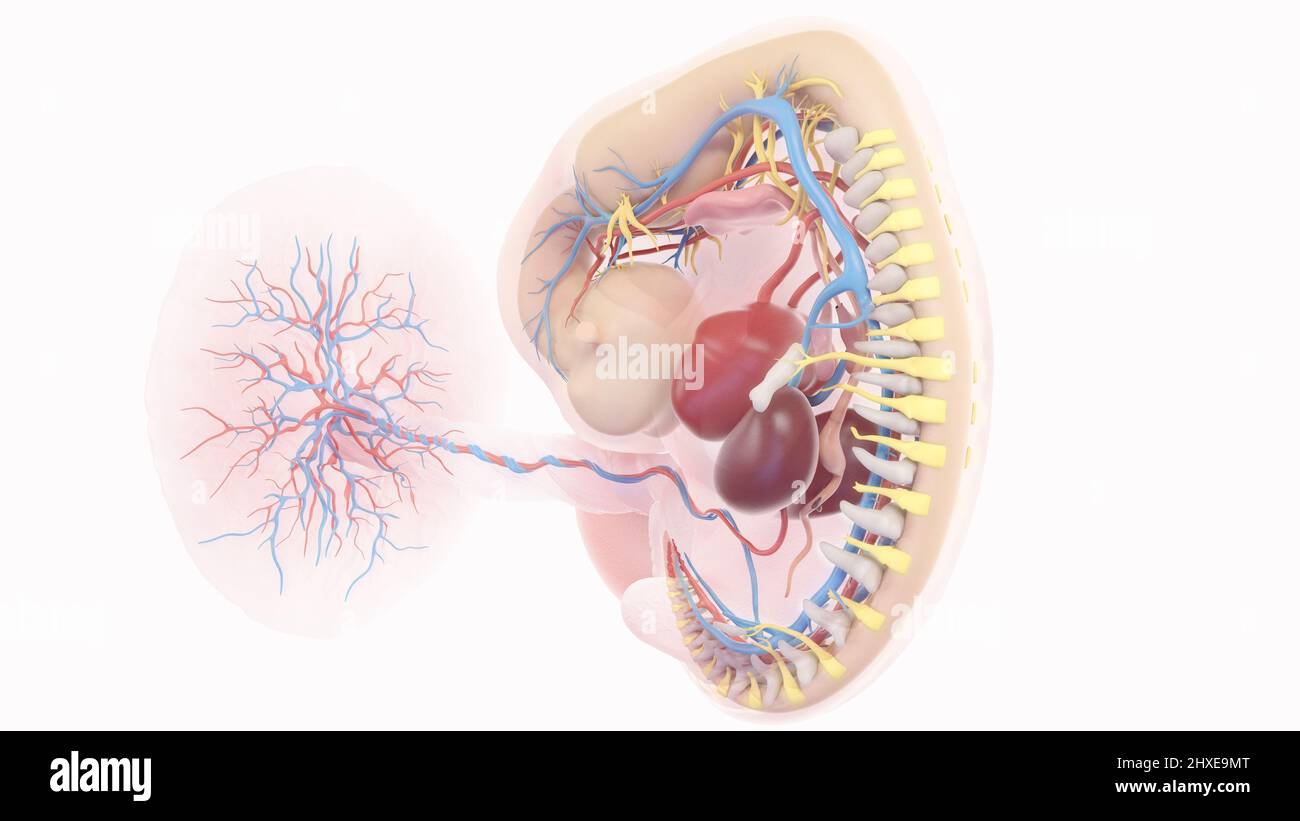 Anatomie des menschlichen Embryos in Woche 6, Illustration Stockfoto