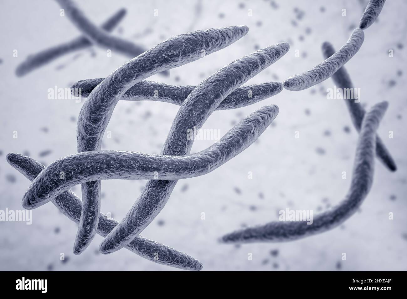 Bacterium fusobacterium Fotos und Bildmaterial in hoher Auflösung Alamy