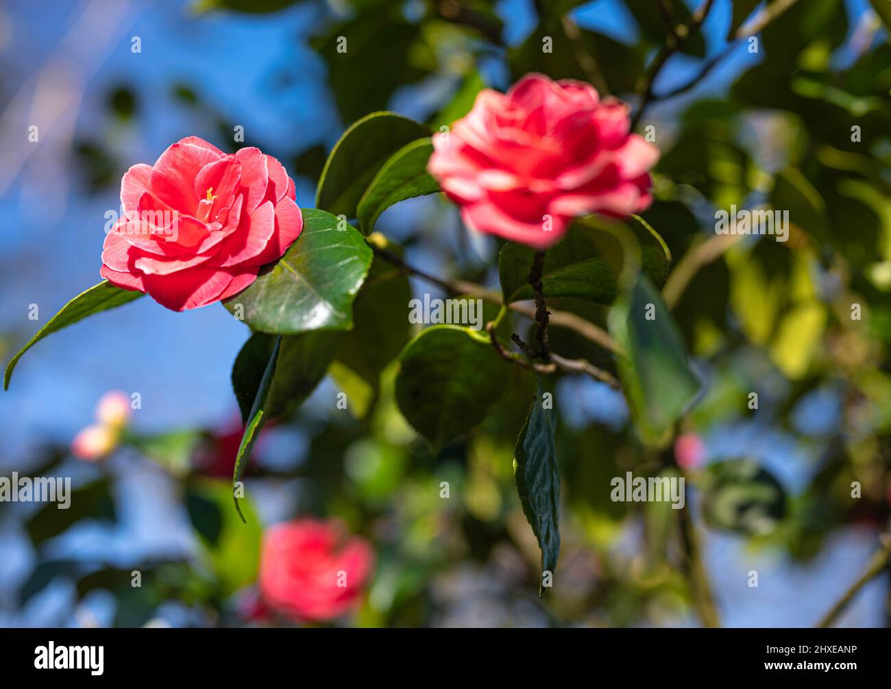 Im Wald blüht eine wilde rosa Rose, die Camellia japonica genannt wird Stockfoto
