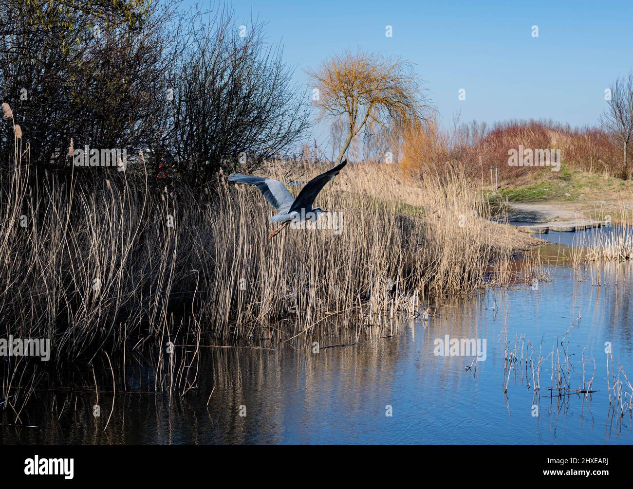 Blaureiher fliegt im Frühling über einen See in einem Park Stockfoto