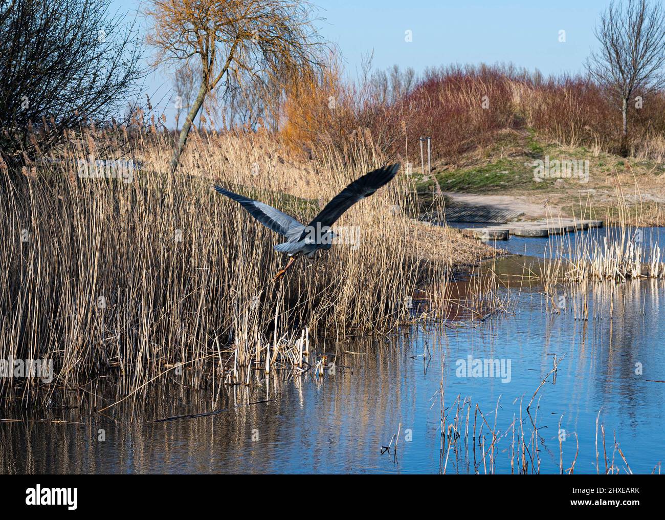 Blaureiher fliegt im Frühling über einen See in einem Park Stockfoto