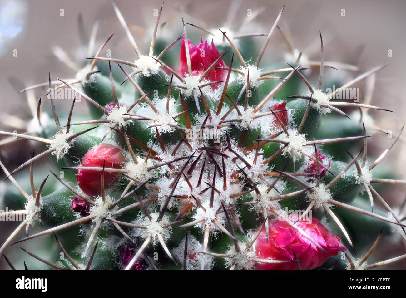 Rosa Kaktus Blumen Makro Foto. Die Blüten sind trichterförmig und variieren in der Größe und Farben können von weiß über gelb, rosa bis rot variieren. Stockfoto