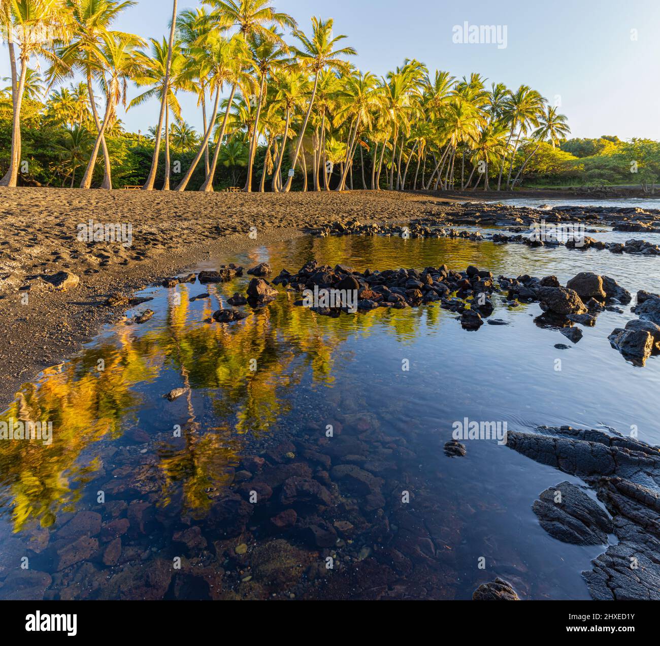 Kokosnusspalmen spiegeln sich in den Gezeitenpools des Punalu'U Black Sand Beach, Hawaii Island, Hawaii, USA Stockfoto