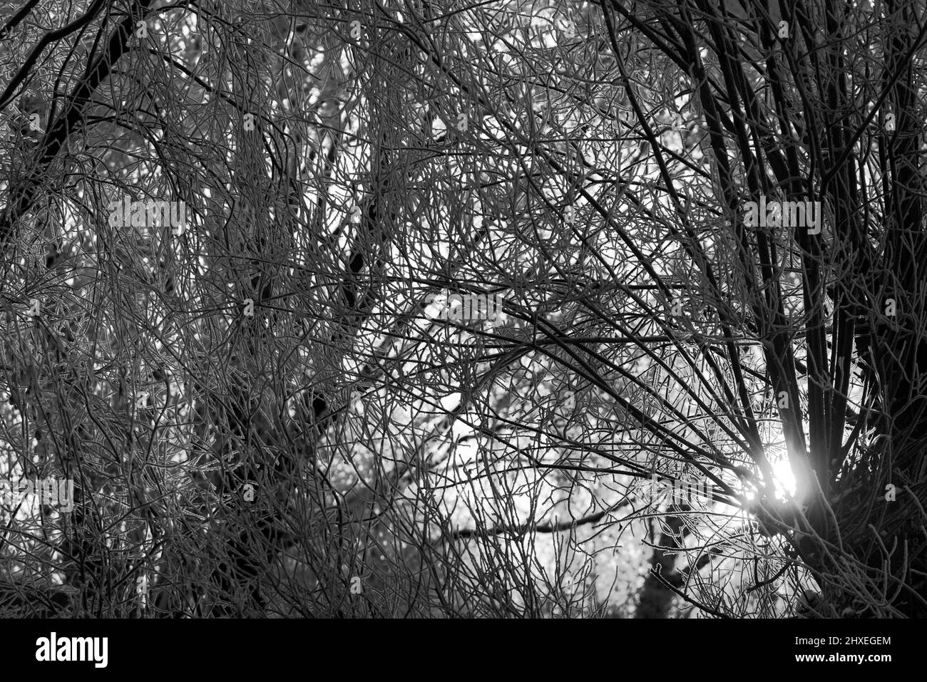 Helle, sonnige Pinienwald im Schnee. die Sonne scheint durch die Äste Stockfoto