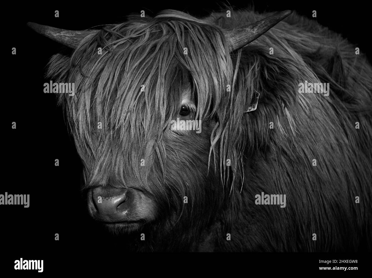 Gehörntes Highland-Kuhkalb isoliert auf schwarzem Hintergrund (Bos taurus taurus) Stockfoto