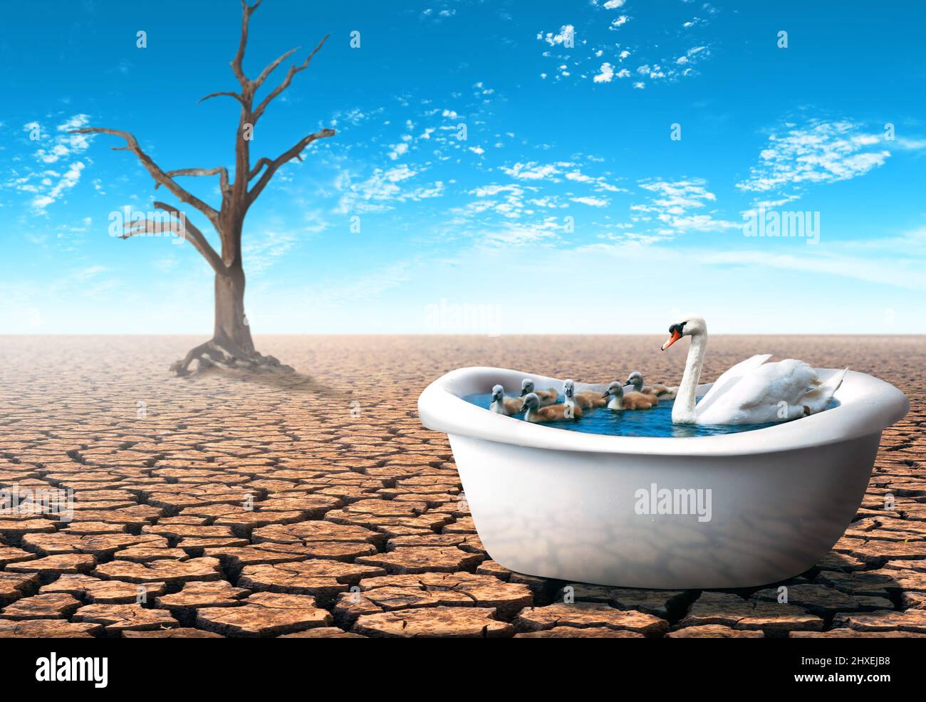 Schwan mit ihren Babys in einer Badewanne in einer trockenen Wüste. Pandemiekonzept. Stockfoto