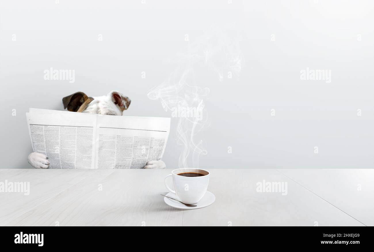 Bulldog in einem weißen Zimmer, in dem Zeitung mit einer heißen Tasse Kaffee gelesen wird. Stockfoto