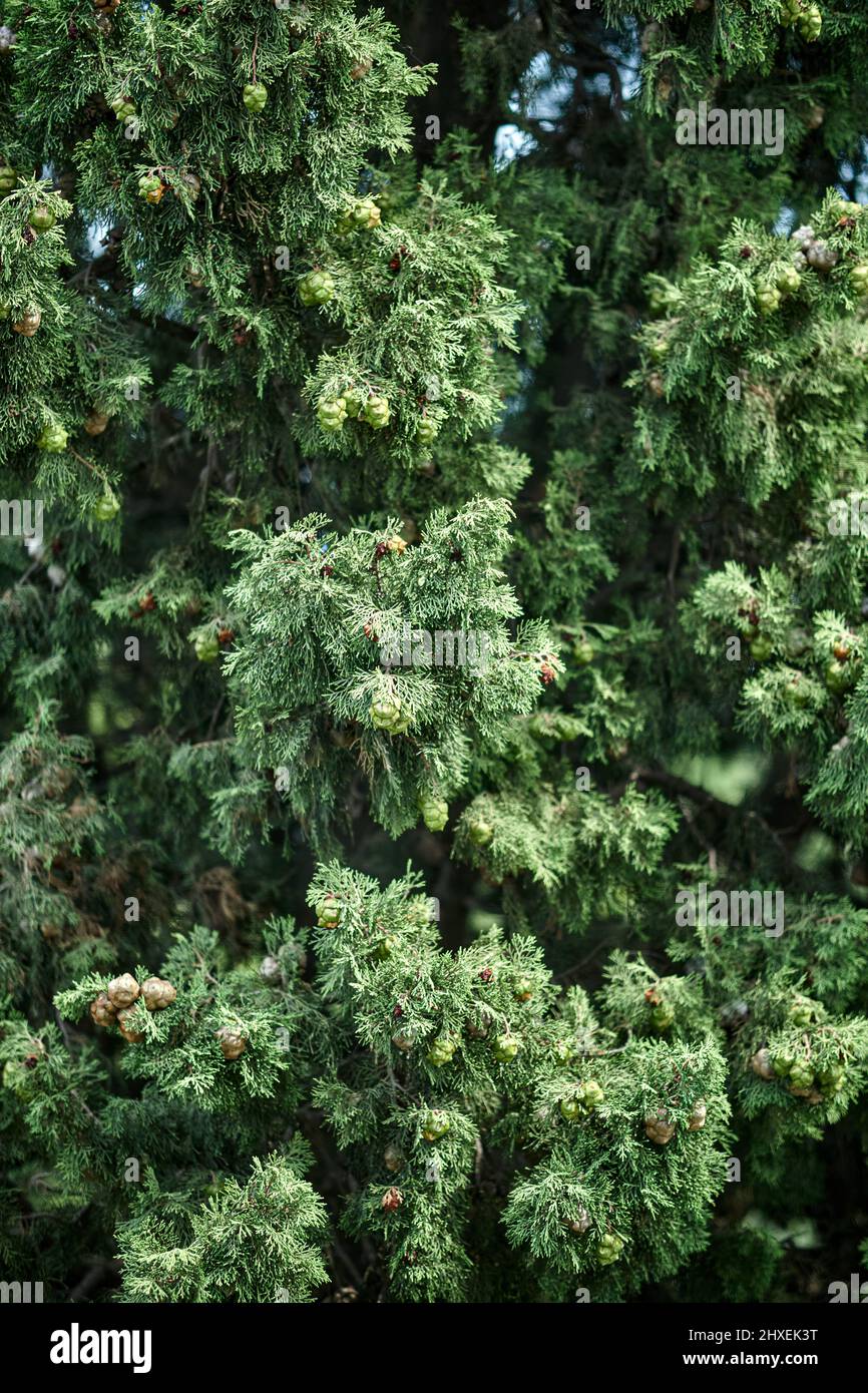 Flauschige Krone eines großen Zypressenbaums im Wald am sonnigen Tag aus der Nähe. Wunderschöne Zypresse wächst im Park. Tropische Fichtenpflanze in Ökosystem Tierwelt Stockfoto