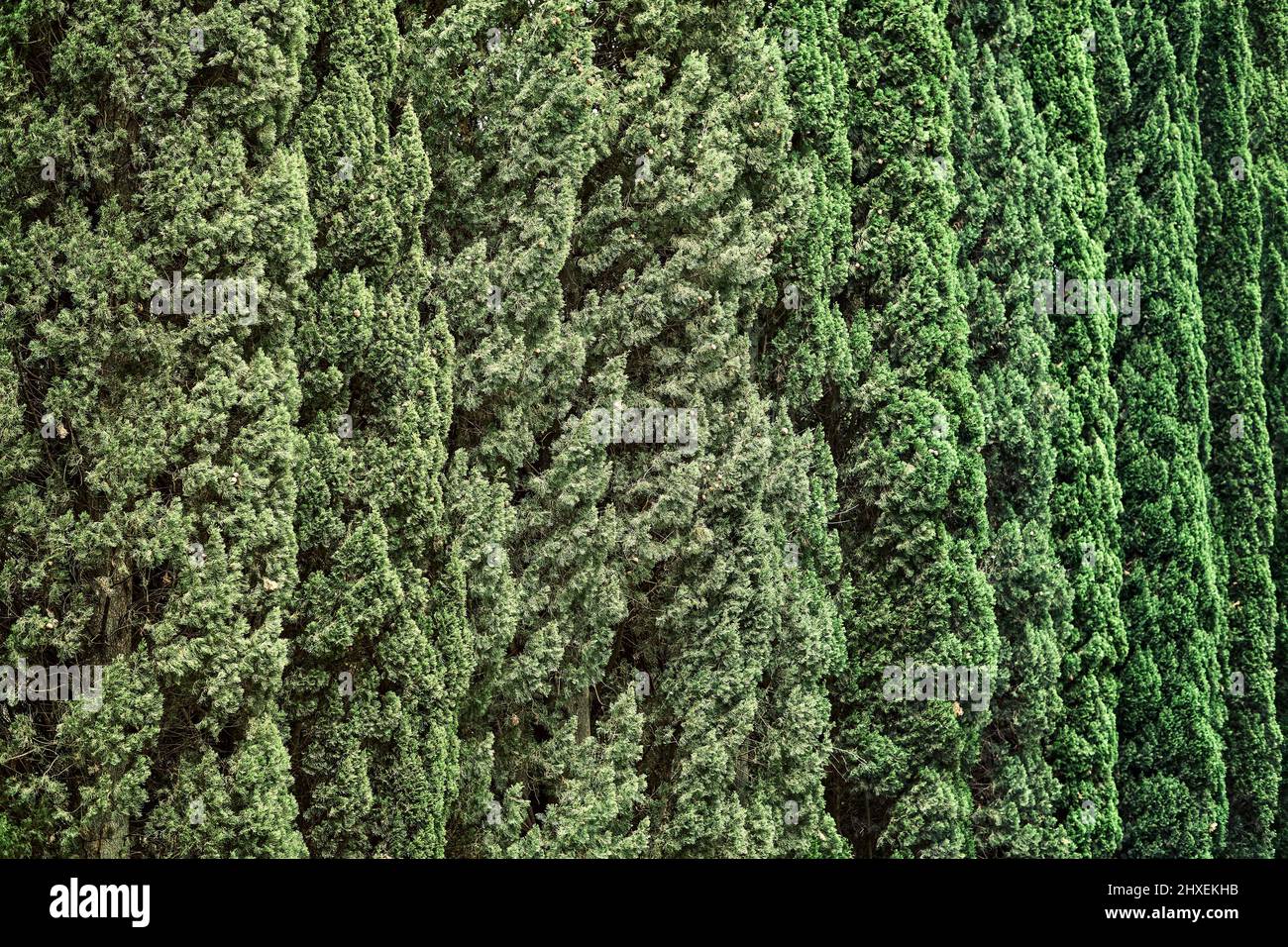 Hohe Hecke von Zypressen schmückt Park in der Stadt an sonnigen Tag als floralen Hintergrund Nahaufnahme. Zypressenlinie wächst im Garten. Tropische Fichtenpflanze in Stockfoto