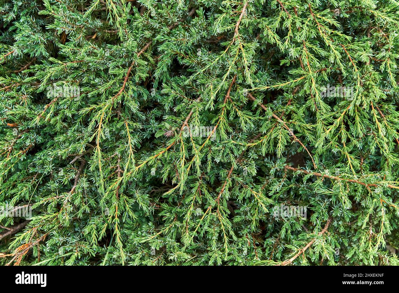 Aromatischer grüner Wacholderbusch verzweigt sich als Hintergrund Nahaufnahme. Immergrüne Pflanze für natürliche Gartengestaltung. Erstaunliche Fichtenpflanze in wildem Naturwald Stockfoto